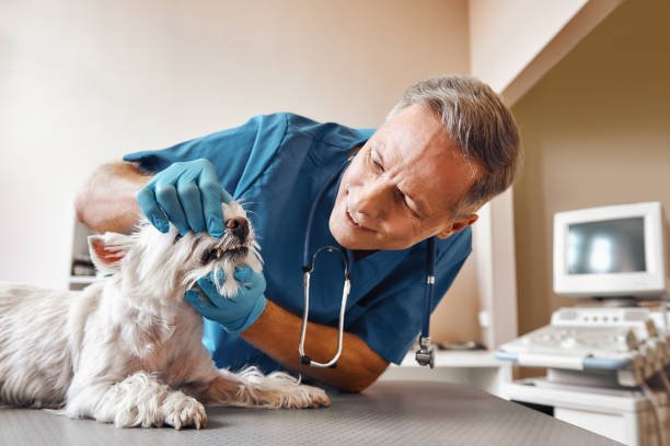  Smithville, MO Emergency Dentist Pros